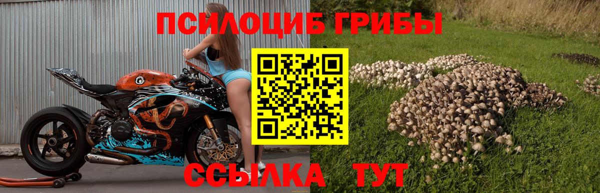 Кандалакша  Псилоцибиновые грибы мицелий  Вход с VPN 
